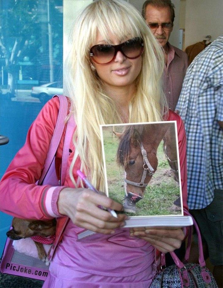 Standardbred Tequila ^SOLGT^ billede 11