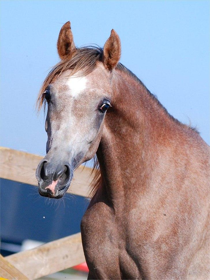 Arabisk fuldblod (OX) MA Faatina - Foto: Kida Arabians billede 8