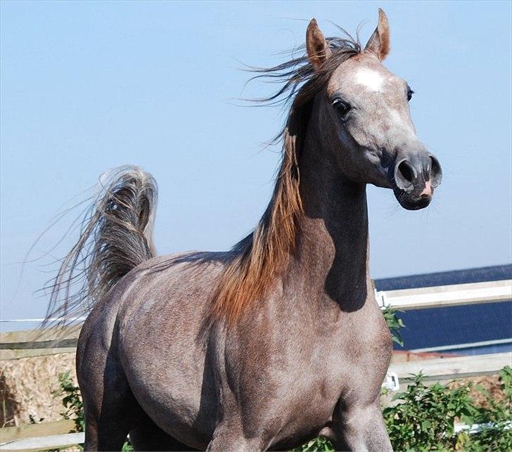 Arabisk fuldblod (OX) MA Faatina - Foto: Kida Arabians billede 9