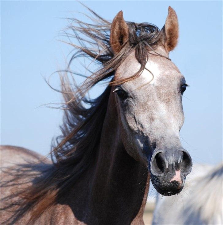 Arabisk fuldblod (OX) MA Faatina - Foto: Kida Arabians billede 12