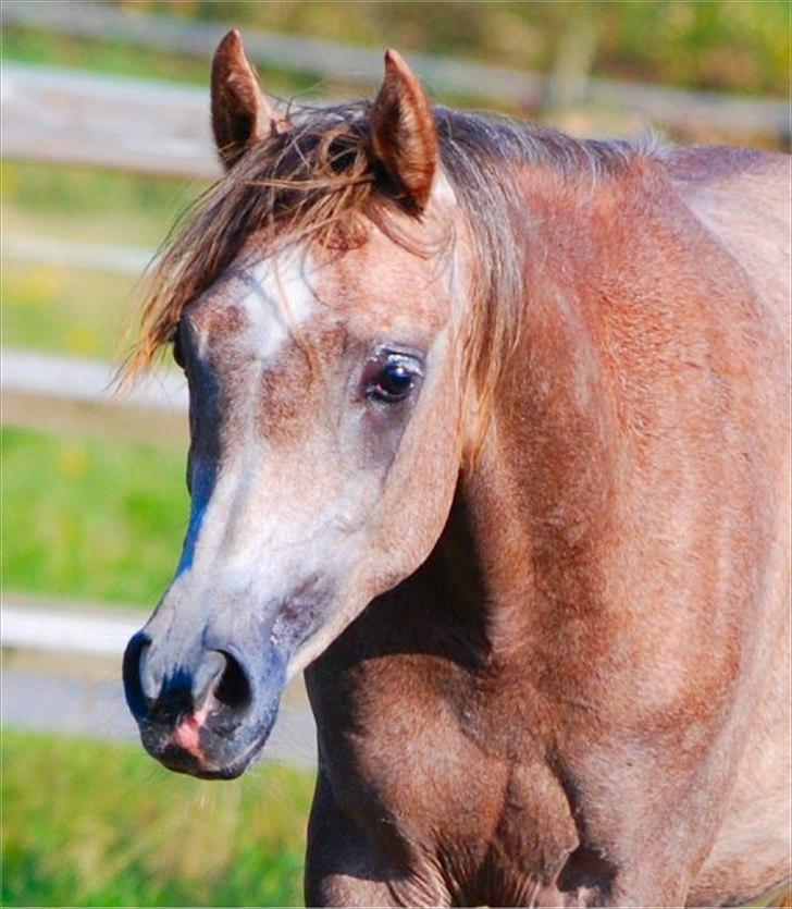 Arabisk fuldblod (OX) MA Faatina - Foto: Kida Arabians billede 13