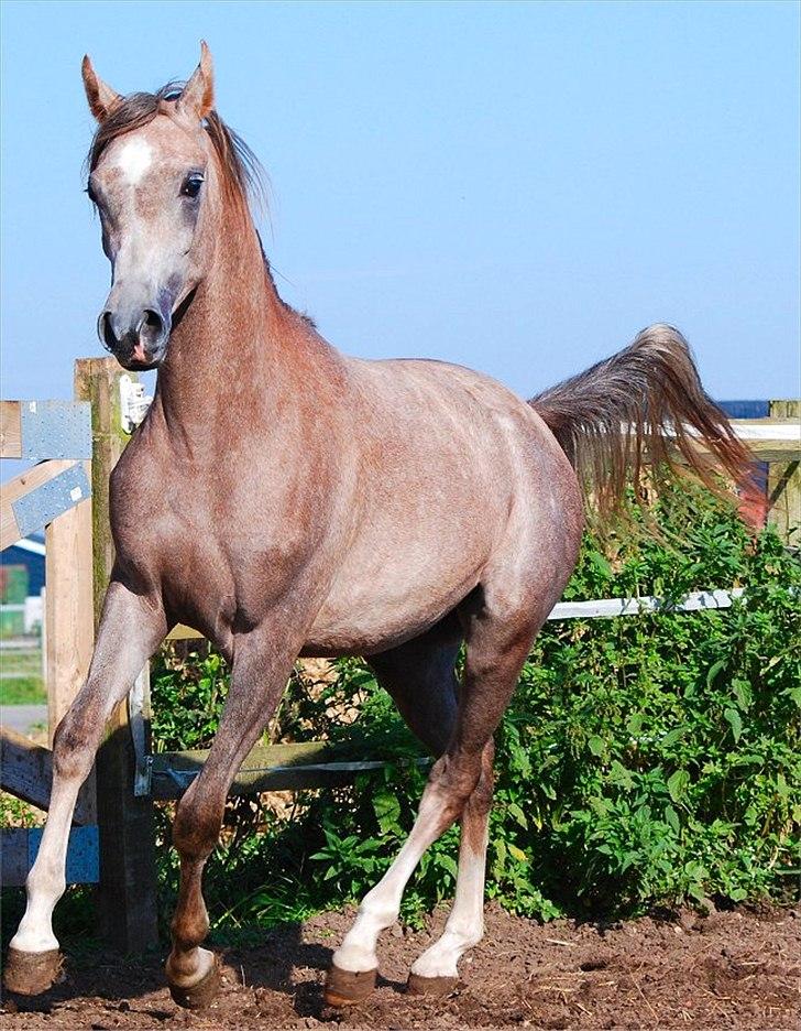 Arabisk fuldblod (OX) MA Faatina - Foto: Kida Arabians billede 14