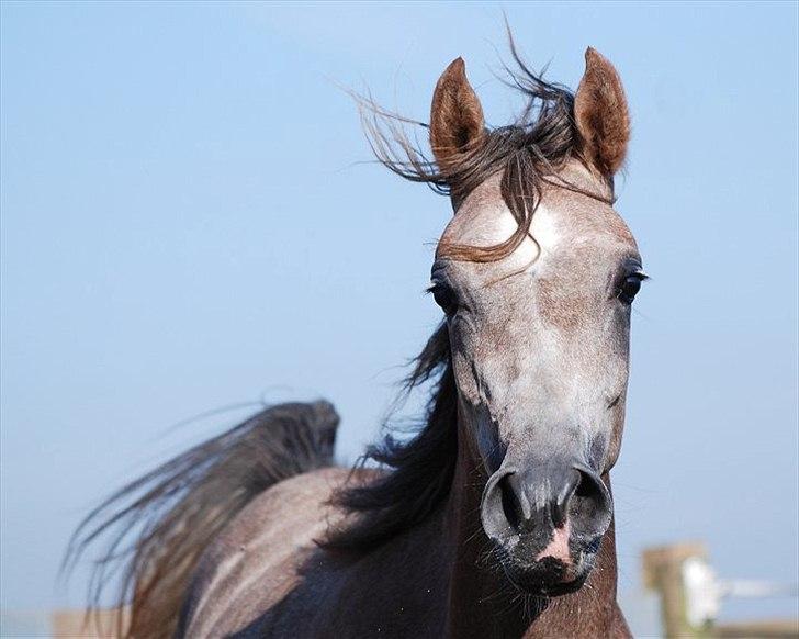 Arabisk fuldblod (OX) MA Faatina - Foto: Kida Arabians billede 15