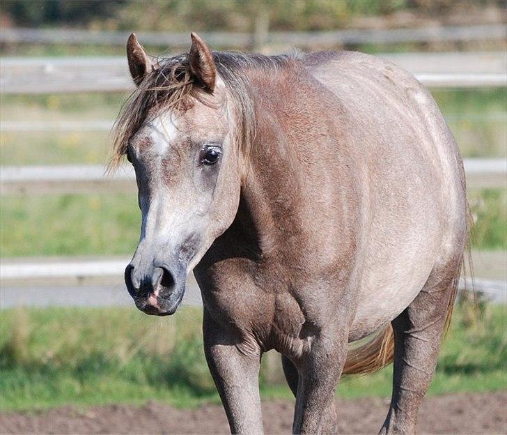Arabisk fuldblod (OX) MA Faatina - Foto: Kida Arabians billede 16