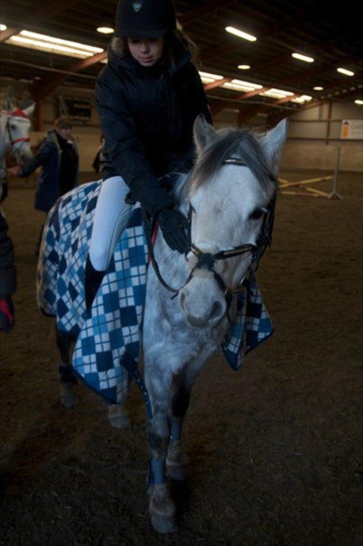Welsh Pony (sec B) Oddens Pigatju - Dyyygtig pony (-:<3 Foto: Emilie Rose billede 8