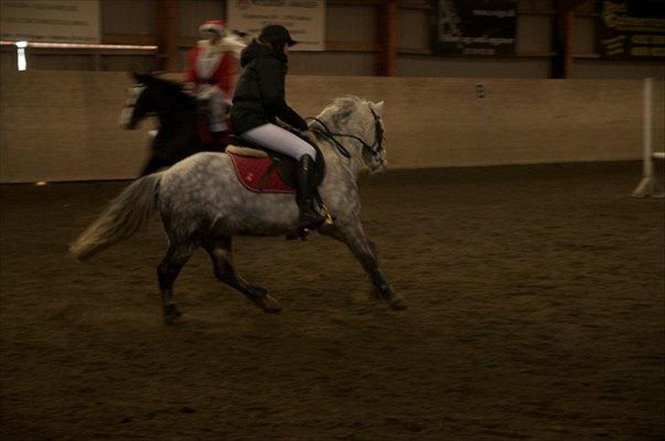 Welsh Pony (sec B) Oddens Pigatju - Stæve d.12.12.10 Foto: Emilie Rose billede 10