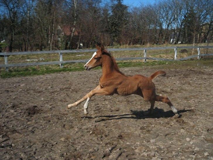 Anden særlig race Spangbogaard's Diamond billede 1