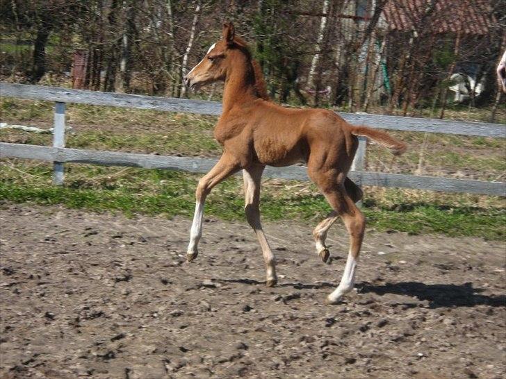 Anden særlig race Spangbogaard's Diamond billede 2