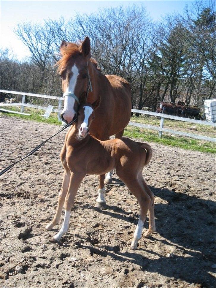 Anden særlig race Spangbogaard's Diamond billede 3