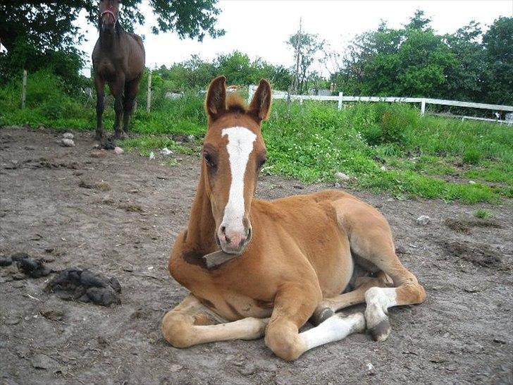 Anden særlig race Spangbogaard's Diamond billede 4