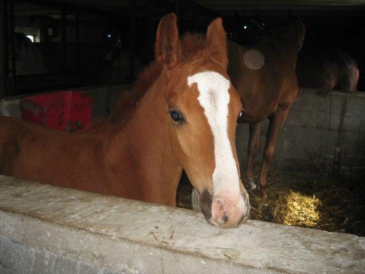 Anden særlig race Spangbogaard's Diamond billede 5