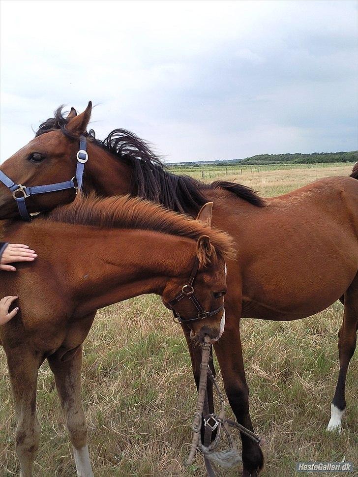 Anden særlig race Spangbogaard's Diamond billede 6