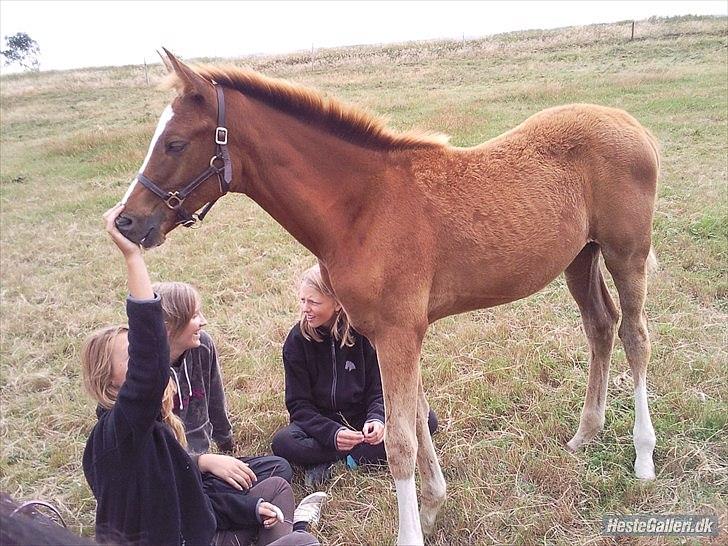 Anden særlig race Spangbogaard's Diamond billede 7