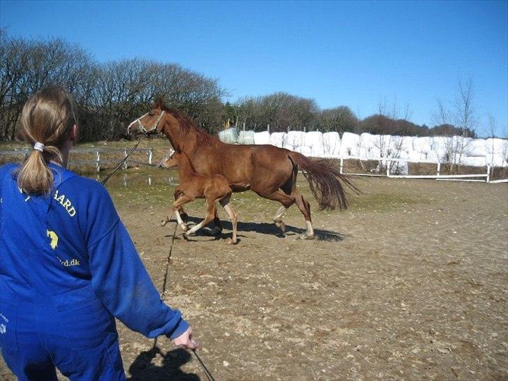 Anden særlig race Spangbogaard's Diamond billede 8