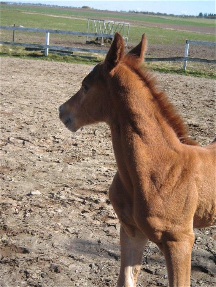 Anden særlig race Spangbogaard's Diamond billede 9