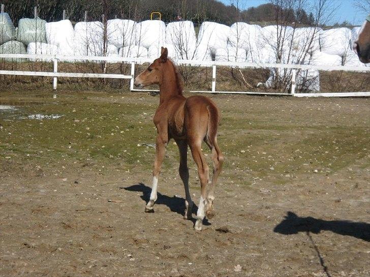 Anden særlig race Spangbogaard's Diamond billede 10