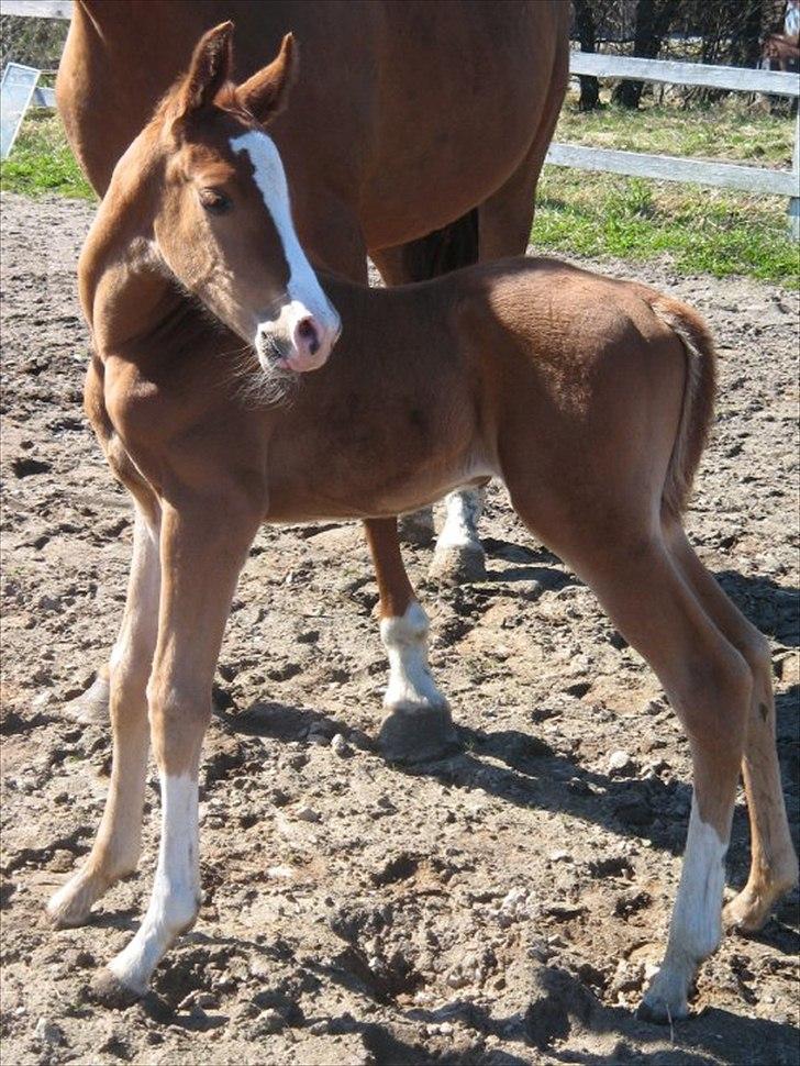 Anden særlig race Spangbogaard's Diamond billede 11