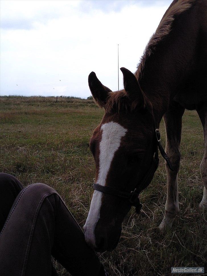 Anden særlig race Spangbogaard's Diamond billede 12