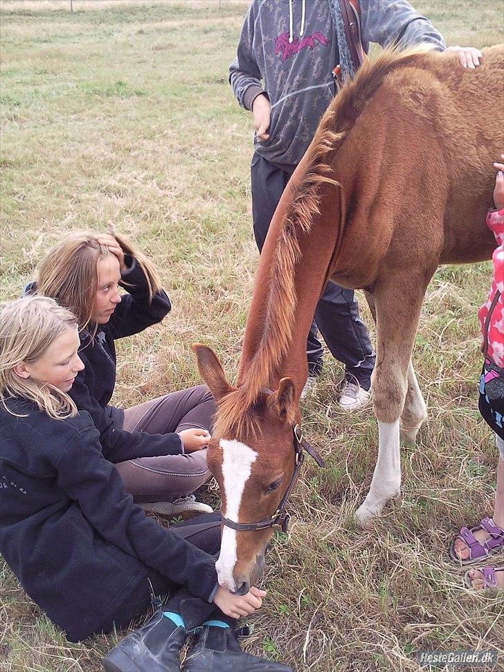Anden særlig race Spangbogaard's Diamond billede 13