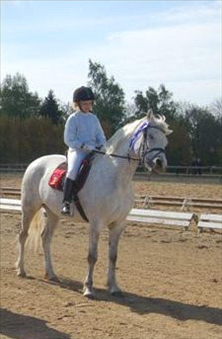 Connemara NØRLUNDS SWEET SOUVENIR - den kilder billede 1