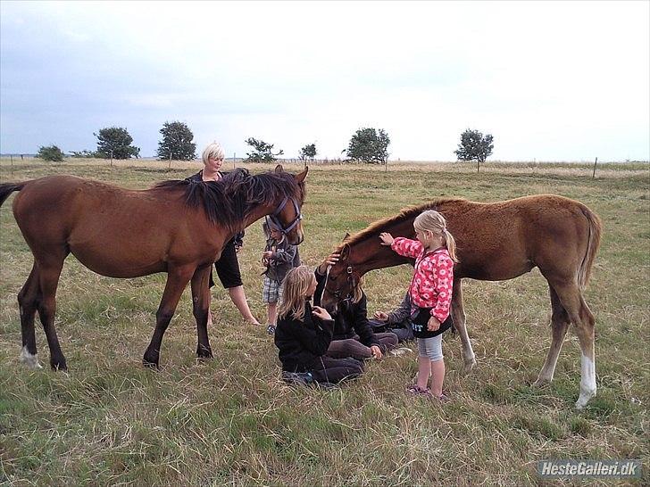 Anden særlig race Spangbogaard's Diamond - "Helst så meget opmærksomhed som muligt, tak" :D billede 14