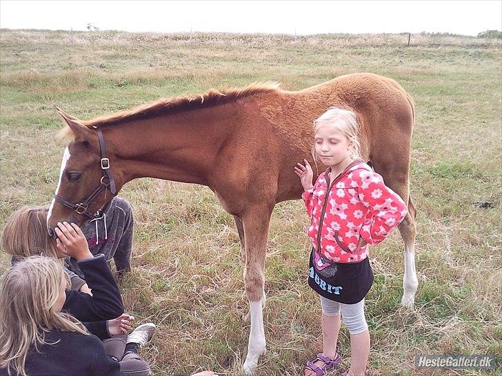 Anden særlig race Spangbogaard's Diamond billede 15