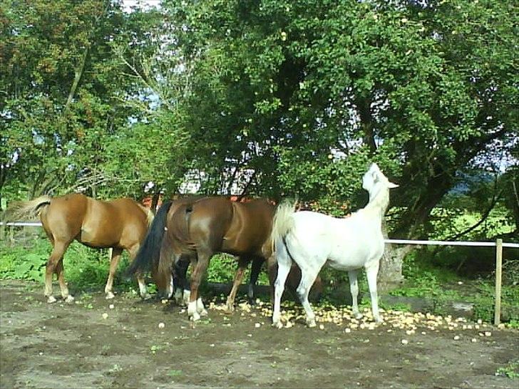 Connemara NØRLUNDS SWEET SOUVENIR - tag selv bord billede 2