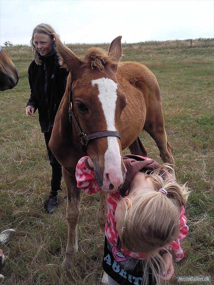 Anden særlig race Spangbogaard's Diamond billede 16