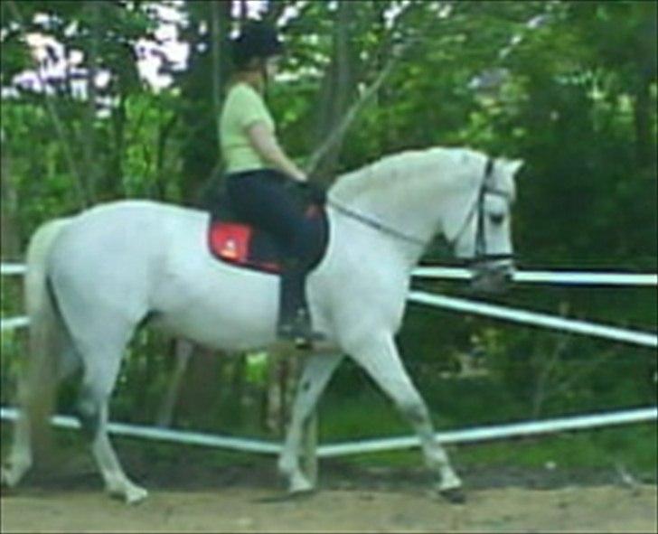 Connemara NØRLUNDS SWEET SOUVENIR billede 3