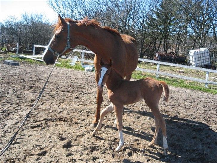 Anden særlig race Spangbogaard's Diamond billede 17