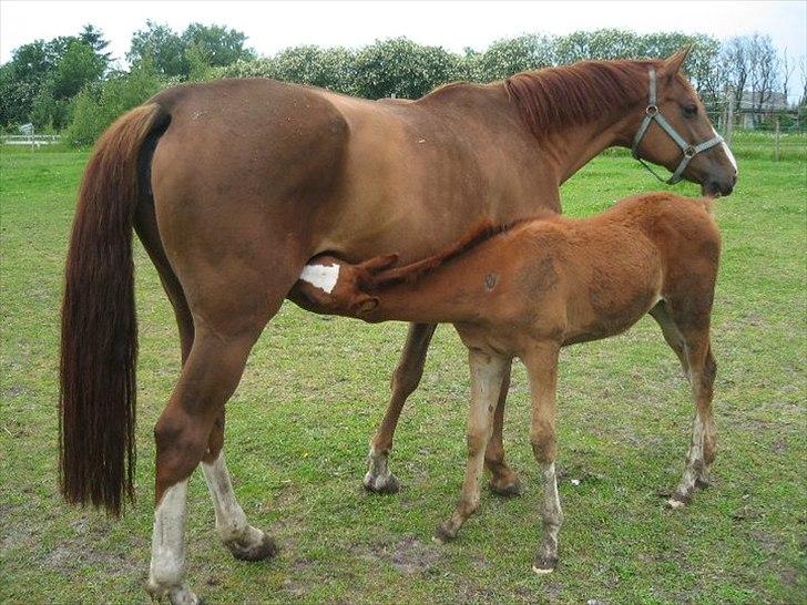 Anden særlig race Spangbogaard's Diamond billede 18