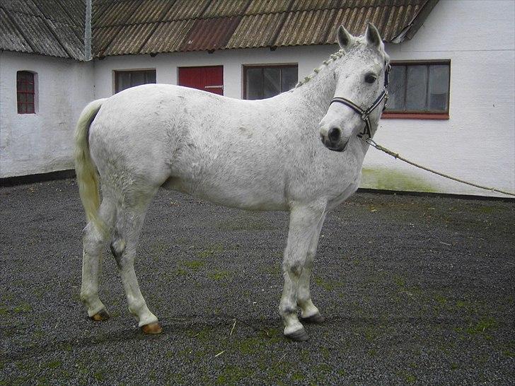 Connemara NØRLUNDS SWEET SOUVENIR billede 4