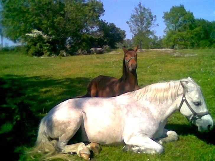 Connemara NØRLUNDS SWEET SOUVENIR billede 5