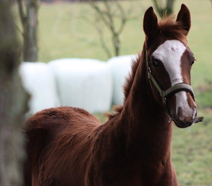 Dansk Varmblod trindbjerggårds lapazio billede 16
