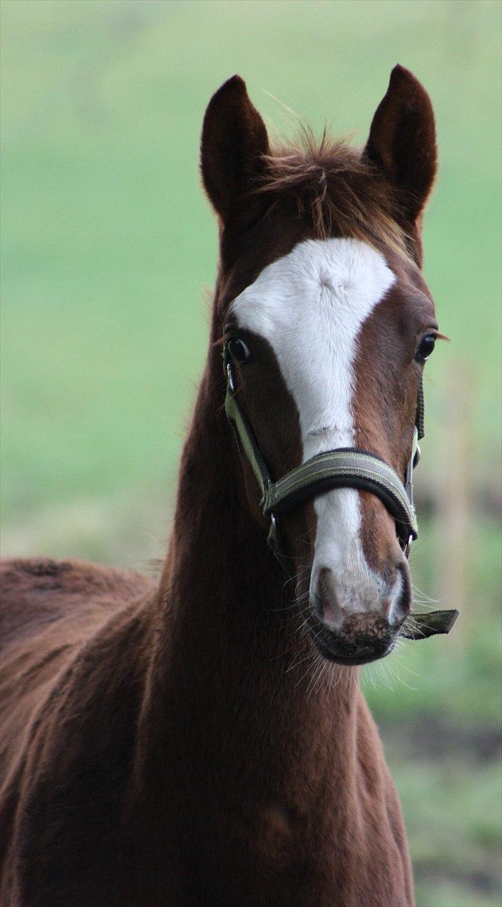 Dansk Varmblod trindbjerggårds lapazio billede 17