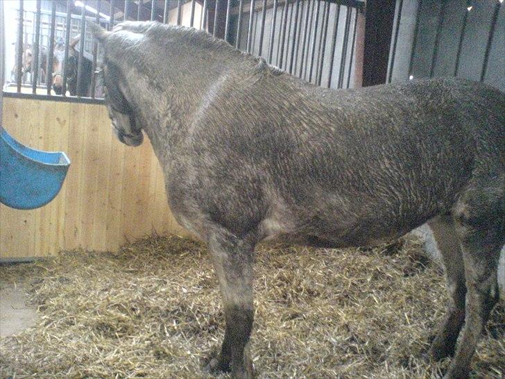 Connemara NØRLUNDS SWEET SOUVENIR - i forklædning billede 6