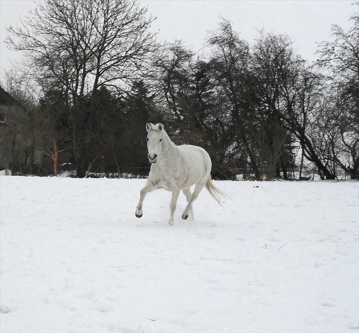 Connemara NØRLUNDS SWEET SOUVENIR billede 7