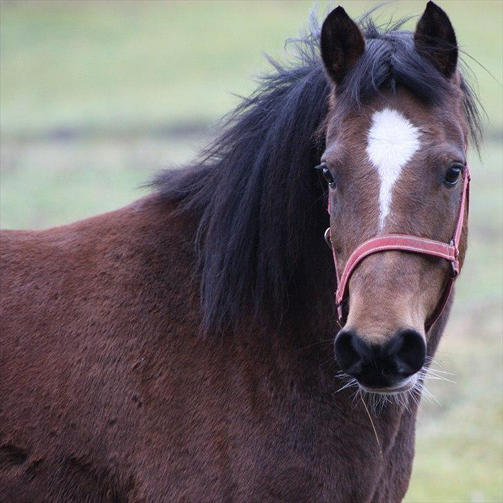 Anden særlig race lotte billede 15