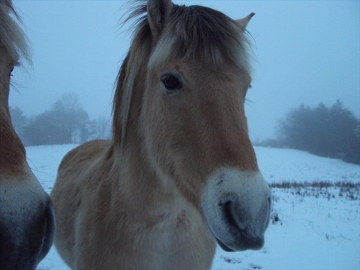 Fjordhest Tarzan<3 - Manse November 2010 :-* billede 18