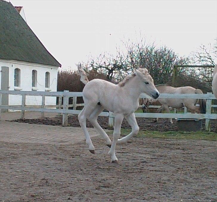 Fjordhest Baune Frølunde *SOLGT* - 1 uge gammel ca billede 9