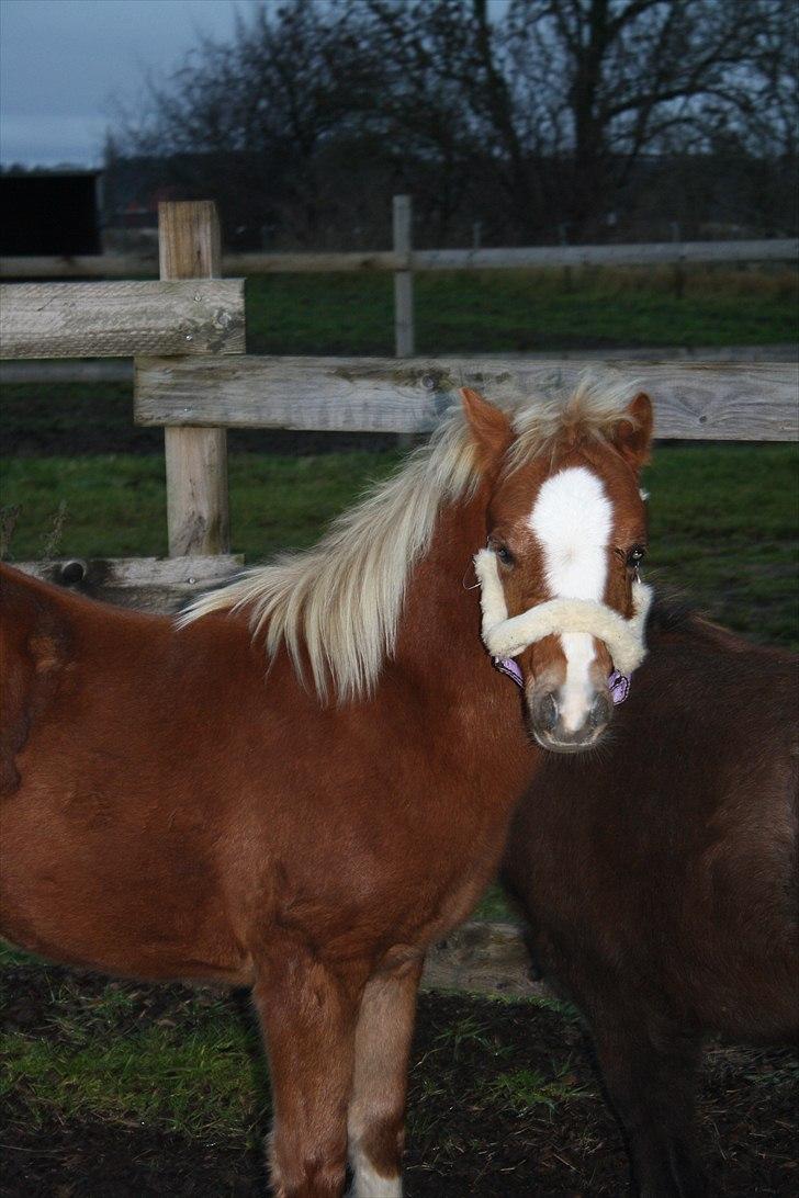 Welsh Mountain (sec A) Ellgaard´s Beta´Bam-Bam billede 1