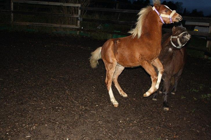 Welsh Mountain (sec A) Ellgaard´s Beta´Bam-Bam billede 2