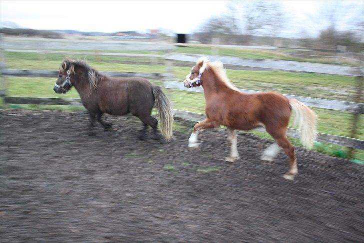 Welsh Mountain (sec A) Ellgaard´s Beta´Bam-Bam billede 3