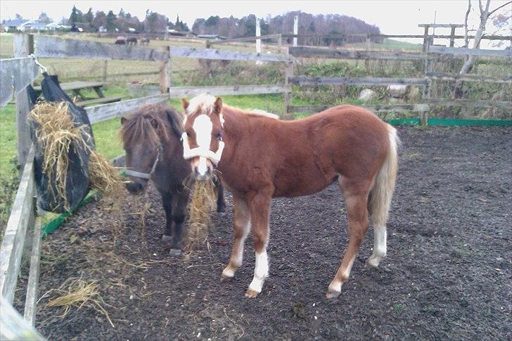 Welsh Mountain (sec A) Ellgaard´s Beta´Bam-Bam billede 4