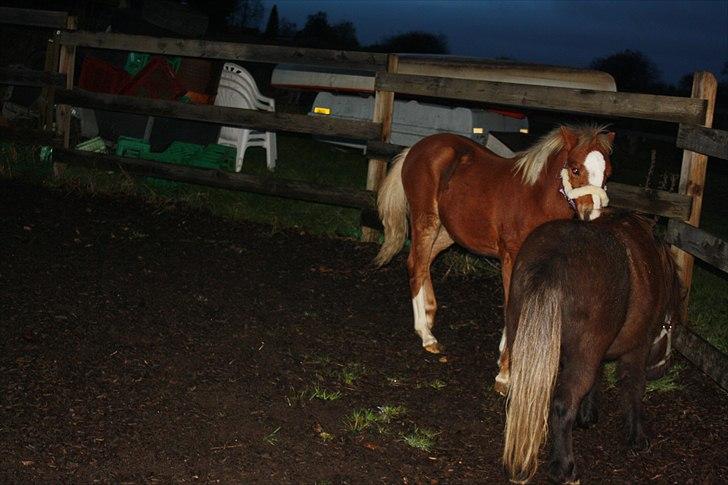 Welsh Mountain (sec A) Ellgaard´s Beta´Bam-Bam billede 5