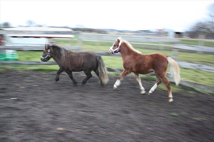 Welsh Mountain (sec A) Ellgaard´s Beta´Bam-Bam billede 6