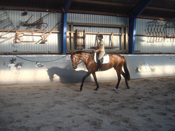 Dansk Varmblod Skovtoftens It's a Bella - ny tilredet - redet 1 mdr 2010 billede 6