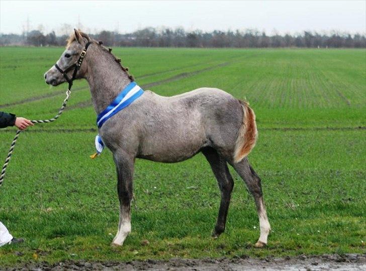 DSP Bakkegaardens Triple perfect - Bedste hingste føl, samt reserve best in show! billede 4