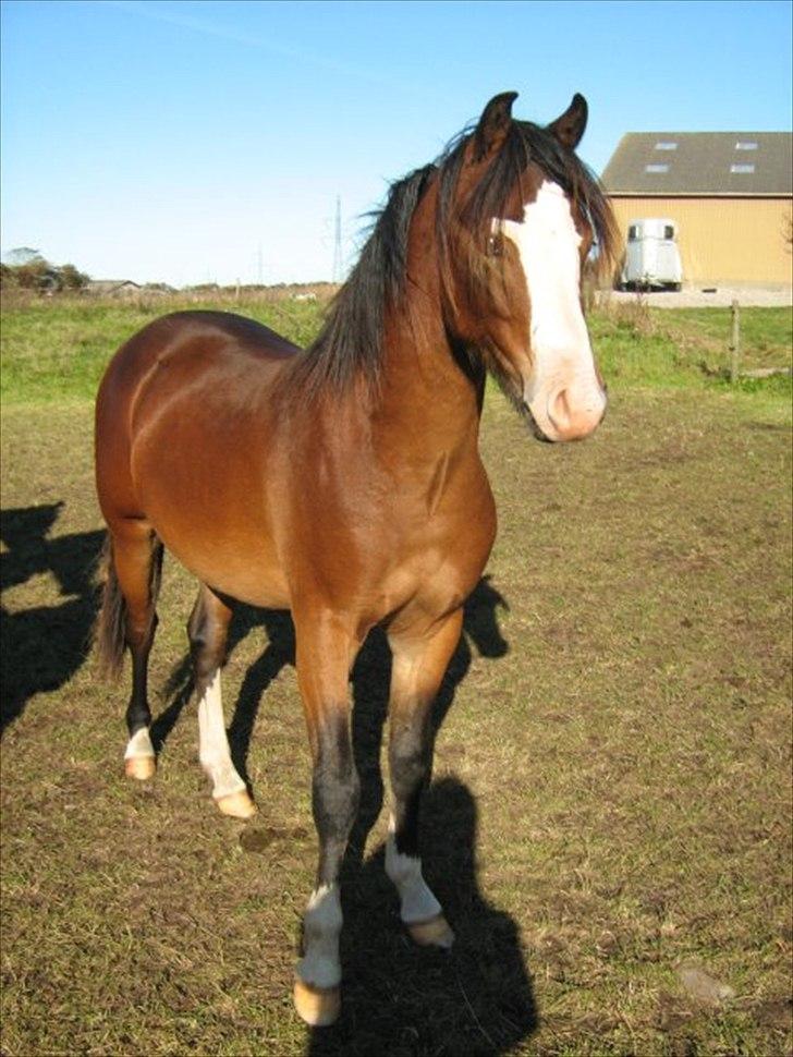 Welsh Pony (sec B) Bakkegårdens Lukas - 1 år billede 7