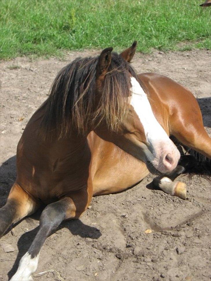 Welsh Pony (sec B) Bakkegårdens Lukas - 1 år billede 9